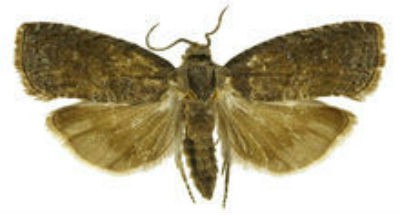 梨小食心蟲(chóng)